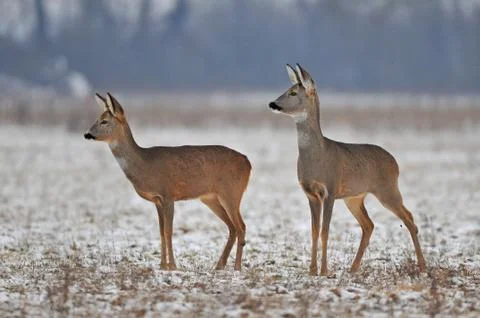 Roe deer in winter Foto stock