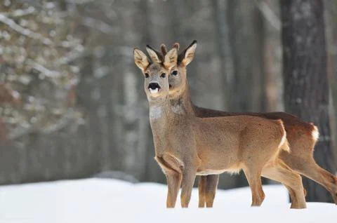 Roe deer in winter Stock Photos
