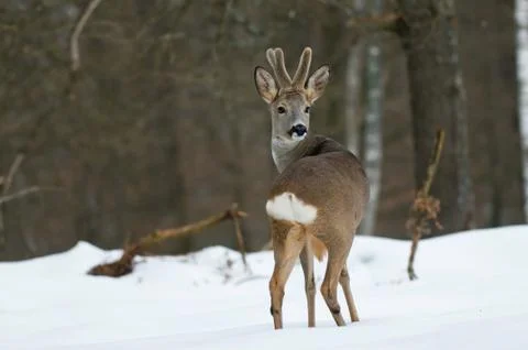 Roe deer in winter Stock Photos