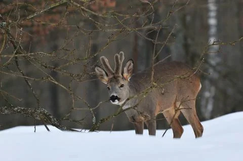 Roe deer in winter Foto stock