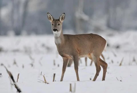 Roe deer in winter Stock Photos