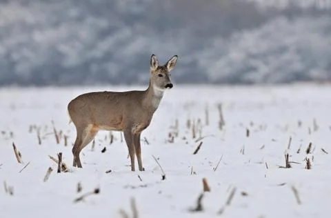 Roe deer in winter Stock Photos