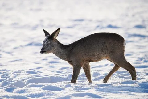 Roe deer in winter Stock Photos