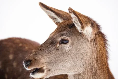 Roe deer in winter snow Stock Photos