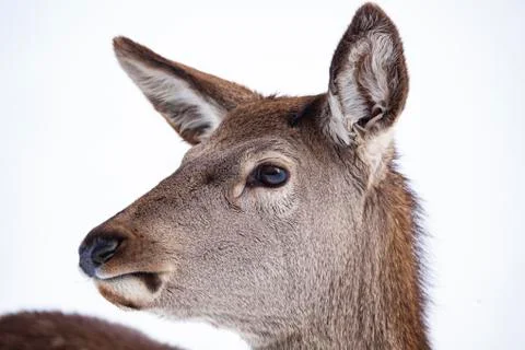 Roe deer in winter snow Stock Photos