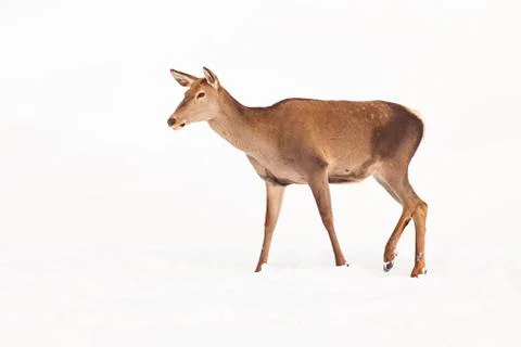 Roe deer in winter snow Stock Photos