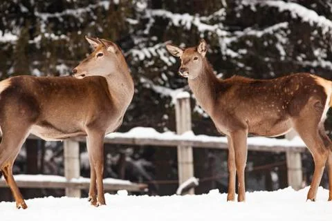 Roe deer in winter snow Stock Photos