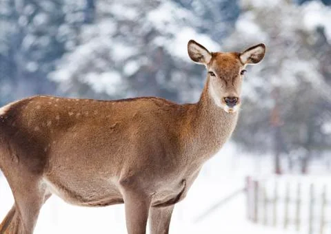 Roe deer in winter snow Stock Photos