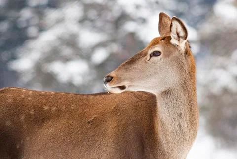 Roe deer in winter snow Stock Photos