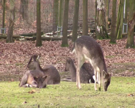 Roe deer in the woods Vídeo Stock 343975