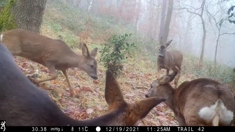 Roe deer in the woods Stock Footage 167783176