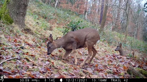 Roe deer in the woods Stock Footage 167783359