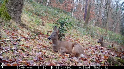 Roe deer in the woods Stock Footage 167826530
