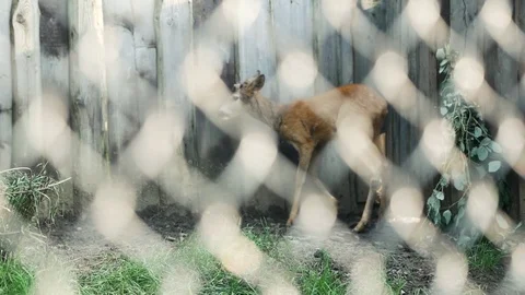 Roe deer at the zoo Stock Footage 96701750
