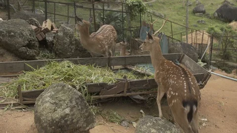 Roe deer zoo thailand samui animals nature, wildlife, roe, buck, fur, roedeer Vídeo Stock 87484143