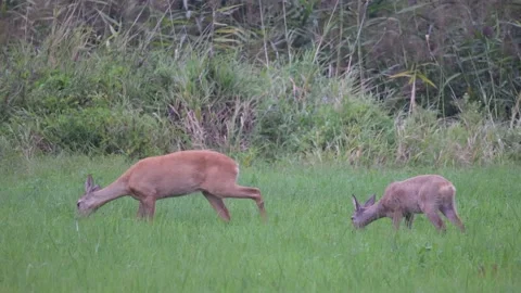 Roe deers are eating grass, close, 4K slomo Stock Footage 169785758