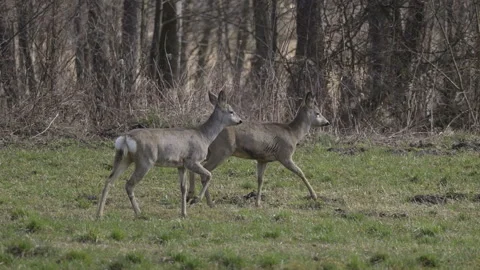 Roe deers are walking next the forest, 4K slomo Stock Footage 237532320