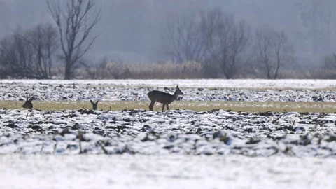 Roe deers is basking in the winter sun, 4K slomo Stock Footage 172428219