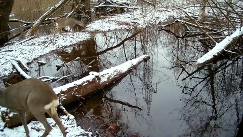 Roe deers Capreolus in early spring 스톡 동영상 259289786