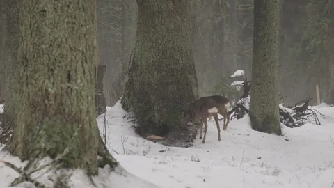 Roe deers cautiously move through snow-covered Puijo forest in Kuopio Stock Footage 304214270