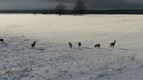 Roe deers on field Stock Footage 101367428
