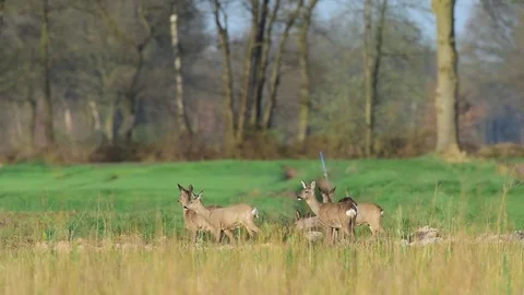 Roe deers in the fields Stock Footage 77307648