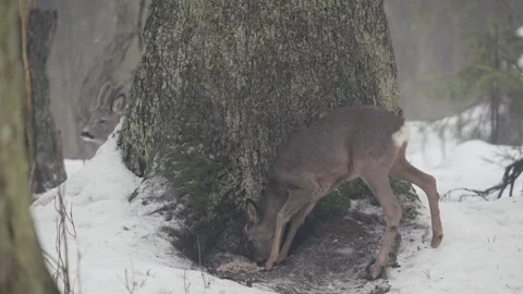 Roe deers foraging in snow-covered Puijo forest in Kuopio during winter season Stock Footage 304214293