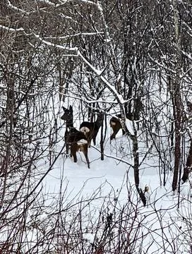 Roe deers in forest Foto stock