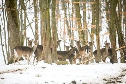Roe deers in forest at winter Stock Photos