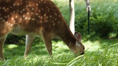 Roe deers on the meadow. Stock Photos