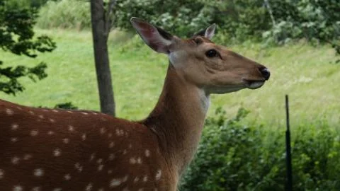 Roe deers on the meadow. Stock Photos