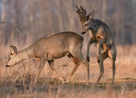 Roe deers Stock Photos