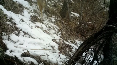 Roe deers running down the slope 07 스톡 동영상 130661563