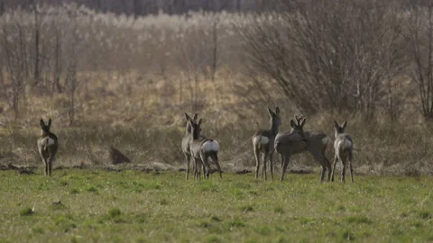 Roe deers on a spring meadow, 4K slomo Stock Footage 237519386