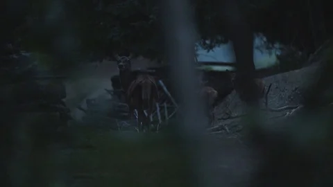 Roe deers staring at night Stock Footage 92410555