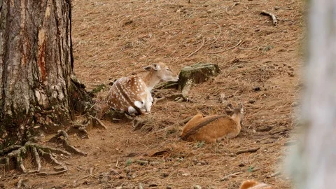 Roe deers while eating 4K Stock Footage 96481019