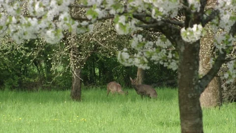 Roe doe and buck under blooming fruit trees (doe urinating) Stock Footage 308010002
