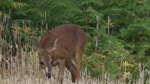 Roe Doe (Capreolus capreolus) head down eating edge of field Stock Footage 157971551