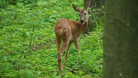Roe eat plants Stock Footage 300285034