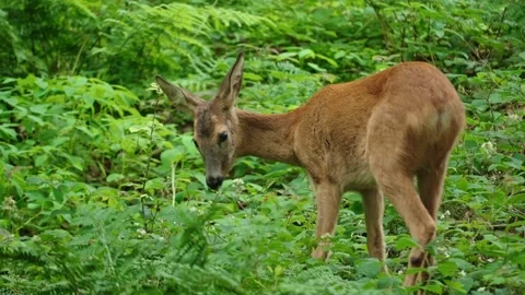 Roe eat plants Stock Footage 300285061