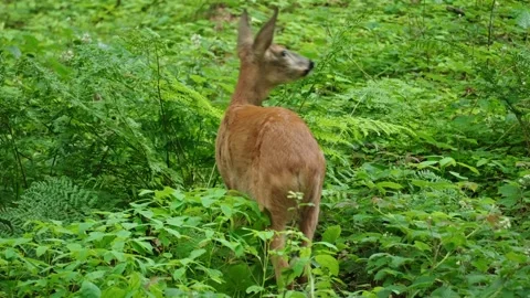 Roe eat plants Stock Footage 300285094