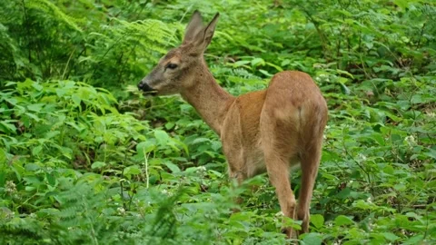 Roe eat plants Stock Footage 300285699