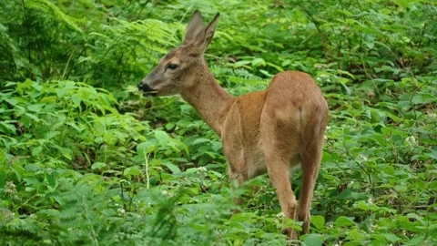Roe eat plants Stock Footage 300285700
