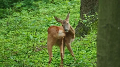 Roe eat plants Stock Footage 300285860