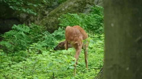 Roe eat plants Stock Footage 300286282