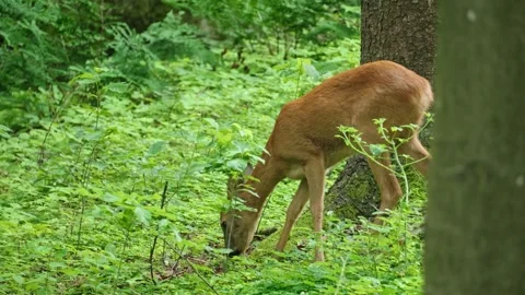 Roe eat plants Stock Footage 300286754