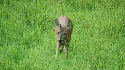 Roe eat plants Stock Footage 300286766