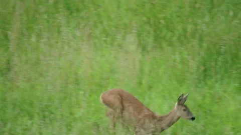 Roe eat plants Stock Footage 300287043