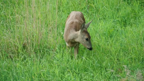Roe eat plants Stock Footage 300287112