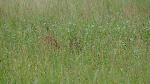 Roe eat plants Stock Footage 300287181